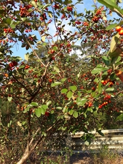 Cotoneaster glaucophyllus