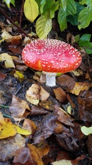Amanita muscaria