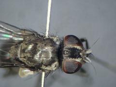 Limnophora triangula