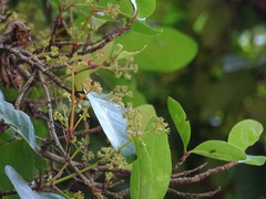 Ixora brachiata
