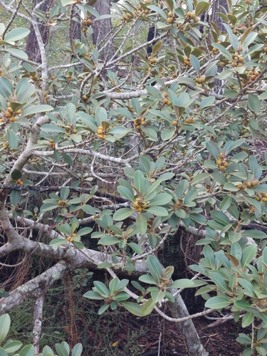 Image of Ficus rubiginosa by (c) Ruth Palsson, some rights reserved (CC BY-SA)