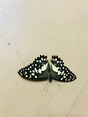 Papilio demoleus