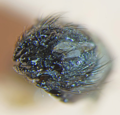 Onesia austriaca