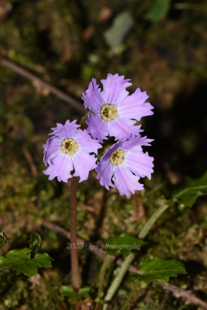 Primula veitchiana
