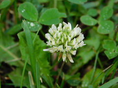 Trifolium repens