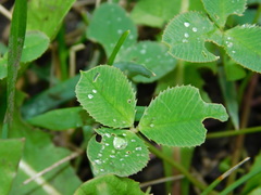 Trifolium repens