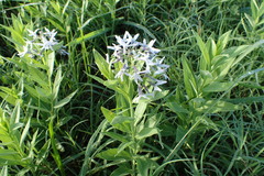 Amsonia
