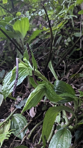 Image of Liparis gigantea by (c) Cheng-Te Hsu, some rights reserved (CC BY)