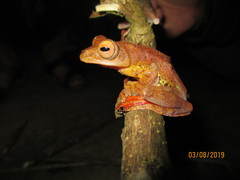 Rhacophorus pardalis