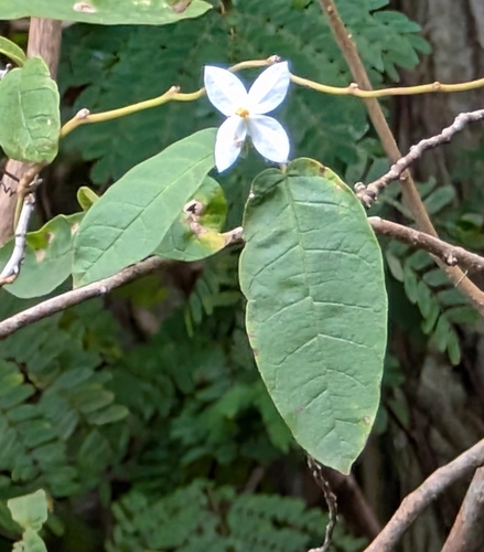 Cakalaka Berry (Solanum polygamum)