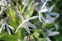 Amsonia