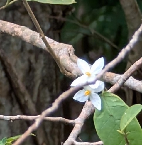 Image of Solanum polygamum by (c) Alan Prather, some rights reserved (CC BY)