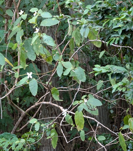 Image of Solanum polygamum by (c) Alan Prather, some rights reserved (CC BY)