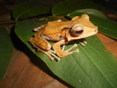 Polypedates otilophus