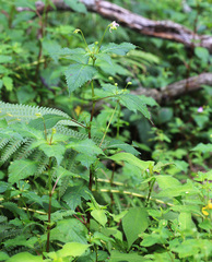 Impatiens furcillata