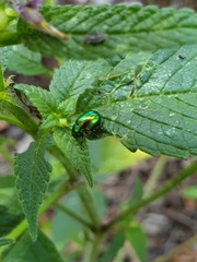 Chrysolinina