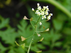 Capsella bursa-pastoris