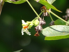 Nyctanthes arbor-tristis
