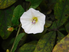 Convolvulus arvensis