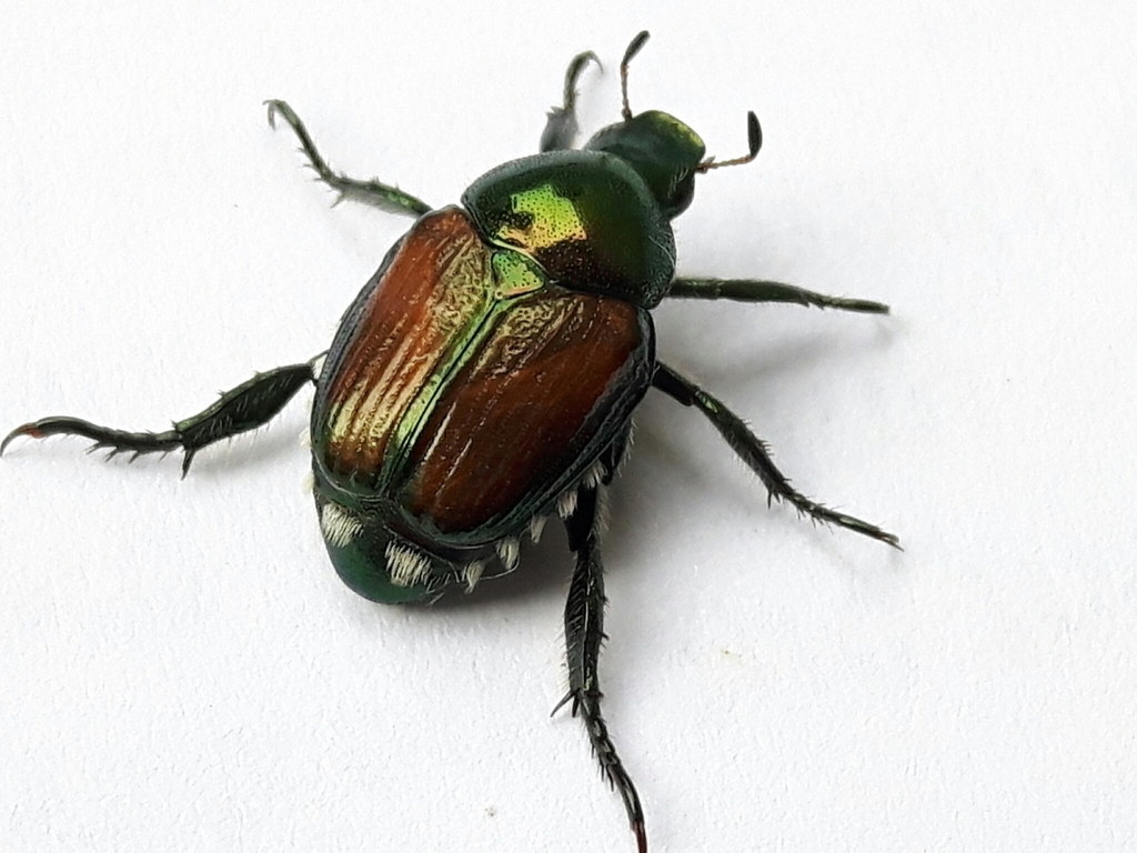 Japanese Beetle from 1235 Blenheim Terrace Halifax, NS B3H 4B3 on ...