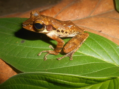 Polypedates macrotis