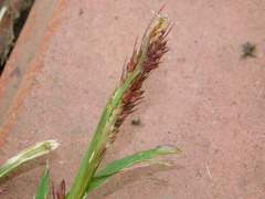 Echinochloa crus-galli