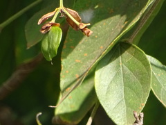 Nyctanthes arbor-tristis