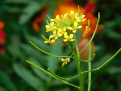 Erysimum cheiranthoides