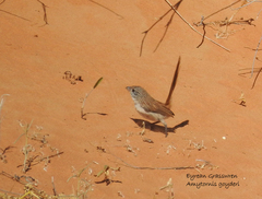 Eyrean Grasswren photo 5