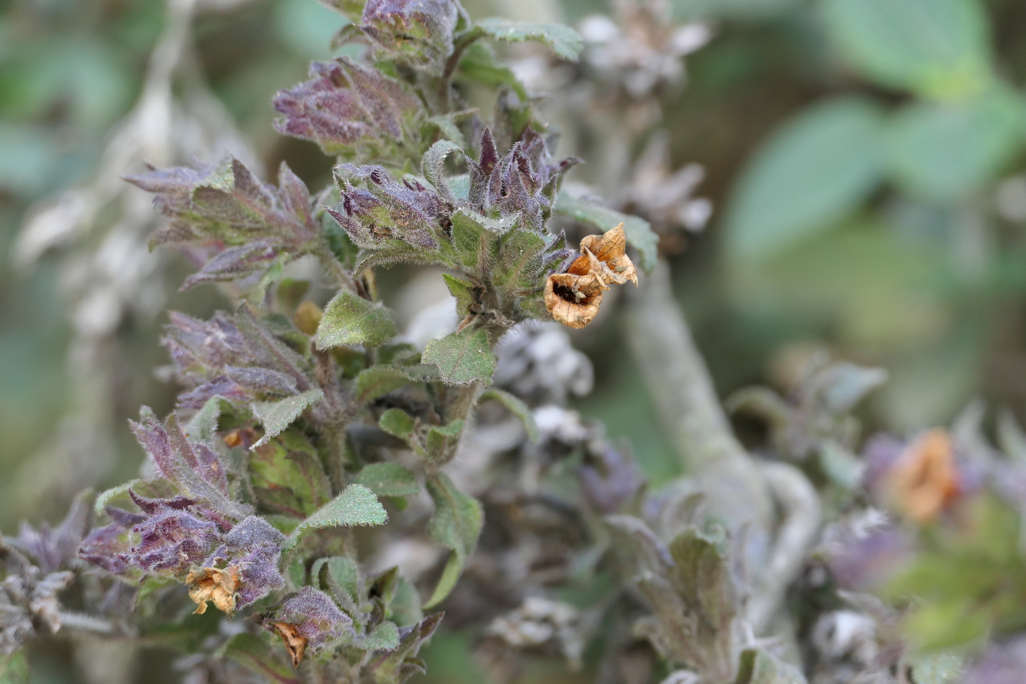 Strobilanthes wightiana Nees