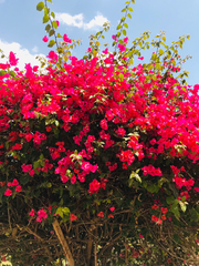 Bougainvillea