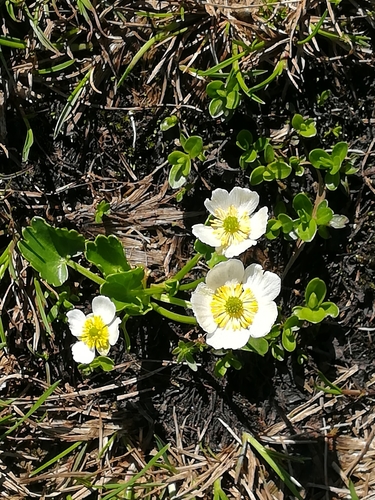 Image of Ranunculus crenatus by no rights reserved