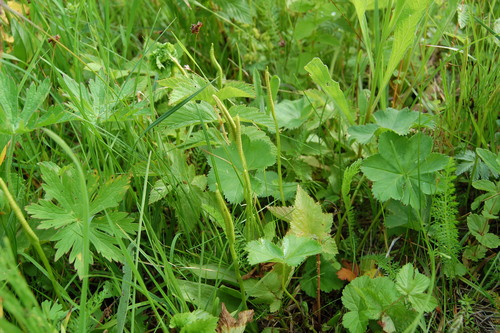 Southern adderstongue (Ophioglossum vulgatum)