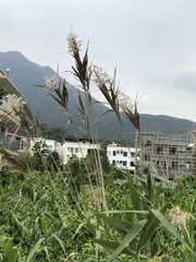 Phragmites karka