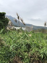 Phragmites karka