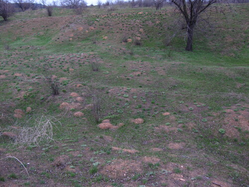 Podolsk Mole Rat