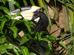 Anthracoceros coronatus