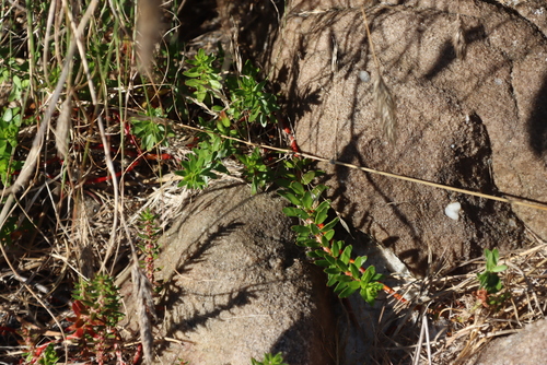 Image of Laurembergia repens by (c) Tony Rebelo, some rights reserved (CC BY-SA)