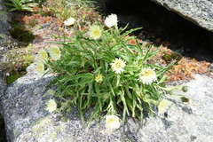 Schlagintweitia intybacea