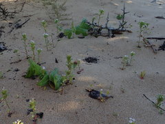 Zaluzianskya gracilis