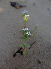 Zaluzianskya gracilis
