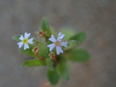 Zaluzianskya gracilis