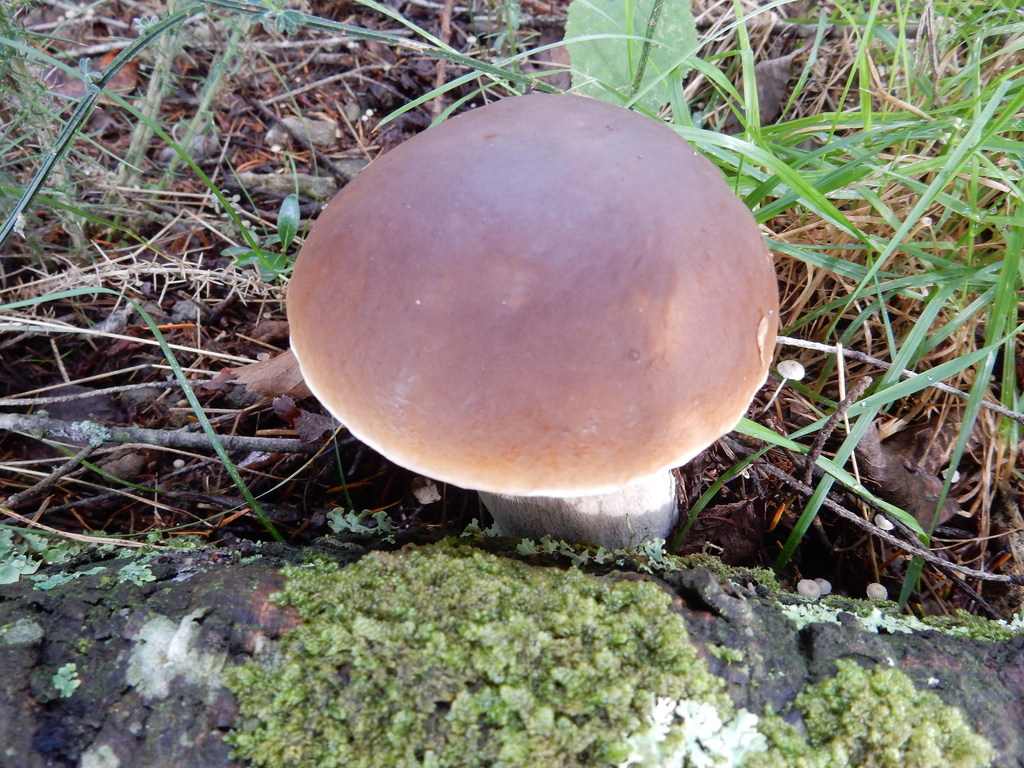Boletus edulis · March 2025 · photo: © rayjackson (iNaturalist, cc-by)