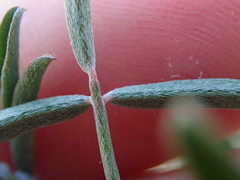 Indigofera candicans