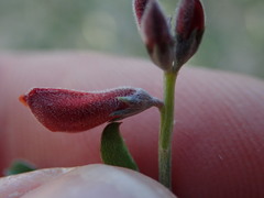Indigofera candicans