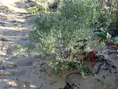 Indigofera candicans