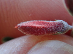 Indigofera candicans