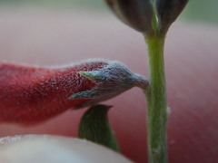 Indigofera candicans