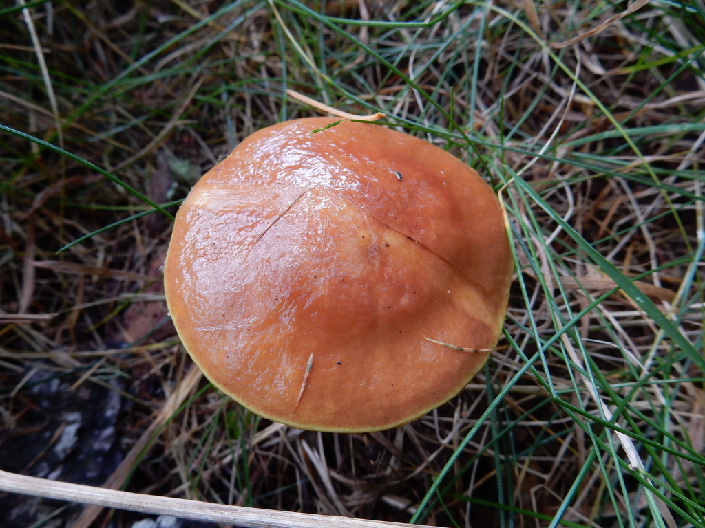 Suillus grevillei · March 2025 · photo: © rayjackson (iNaturalist, cc-by)