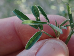 Indigofera candicans
